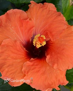 Hibiscu  ‘ROCKSTAR™’ HOLLYWOOD® SERIES