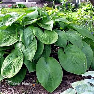 Hosta 'Jurassic Park'