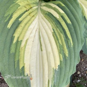Hosta 'Love Story'