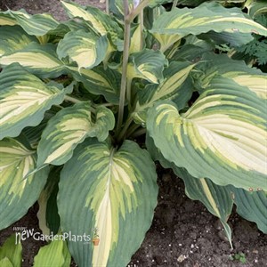 Hosta 'Love Story'