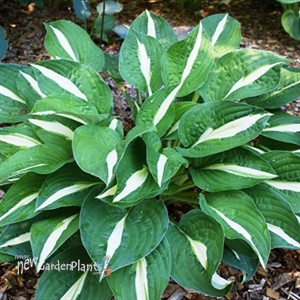 Hosta 'Risky Business'