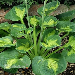 Hosta Sunset Grooves