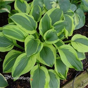 Hosta Velvet Moon