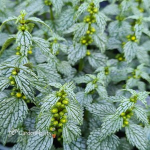 Lamiastrum Herman's Pride Silver Archangel