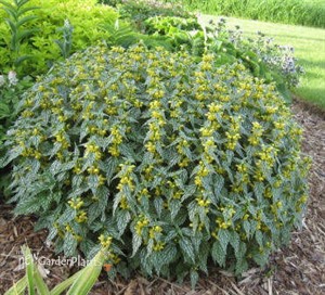 Lamiastrum Herman's Pride Silver Archangel