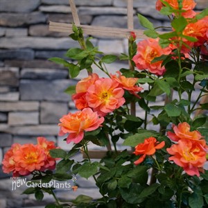 Rise Up Emberays™ Rose