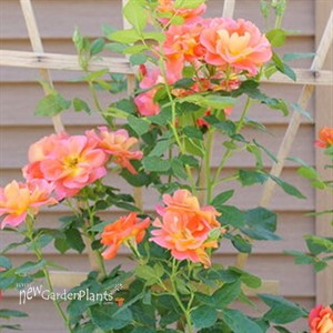 Rise Up Emberays™ Rose