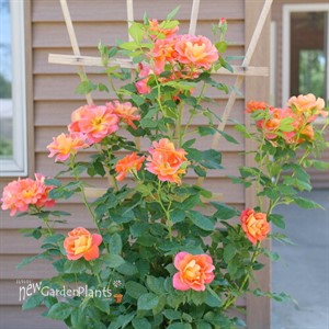 Rise Up Emberays™ Rose