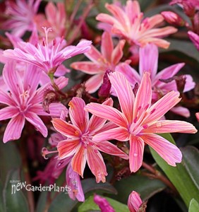 Lewisia Little Plum