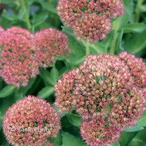 Autumn Delight™ Stonecrop, sedum Sedum (Hylotelephium) hybrid