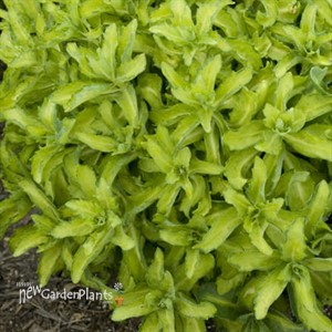 Autumn Delight™ Stonecrop, sedum Sedum (Hylotelephium) hybrid