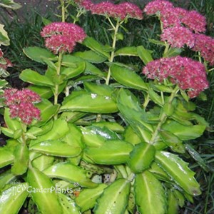 Autumn Delight™ Stonecrop, sedum Sedum (Hylotelephium) hybrid