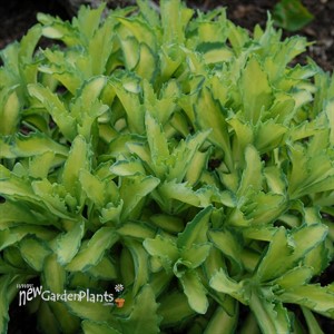 Autumn Delight™ Stonecrop, sedum Sedum (Hylotelephium) hybrid