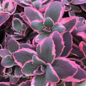Sunsparkler® 'Dream Dazzler' Stonecrop