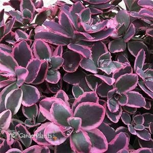 Sunsparkler® 'Dream Dazzler' Stonecrop