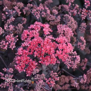 Sedum 'Midnight Velvet'  ROCK 'N GROW® Collection