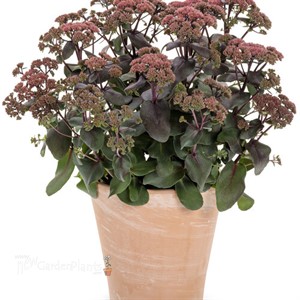 Sedum 'Midnight Velvet'  ROCK 'N GROW® Collection