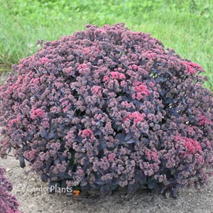 Sedum 'Midnight Velvet'  ROCK 'N GROW® Collection
