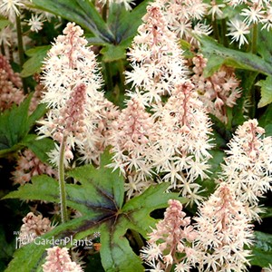 'Pink Skyrocket' pp13382