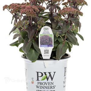 Sedum 'Midnight Velvet'  ROCK 'N GROW® Collection