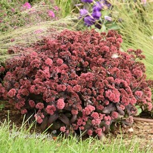 Sedum 'Midnight Velvet'  ROCK 'N GROW® Collection