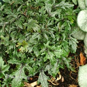 'Pink Skyrocket' pp13382