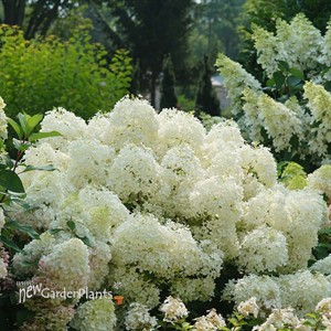 Hydrangea PUFFER FISH Panicle