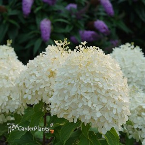 Hydrangea PUFFER FISH Panicle