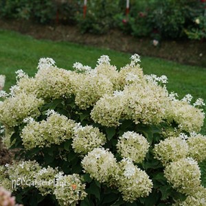 Hydrangea PUFFER FISH Panicle