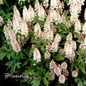 'Pink Skyrocket' pp13382