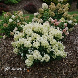 Hydrangea PUFFER FISH Panicle