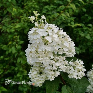 Hydrangea PUFFER FISH Panicle