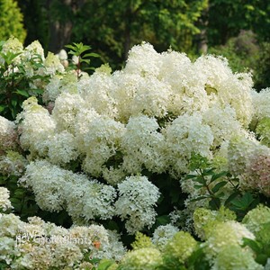 Hydrangea PUFFER FISH Panicle