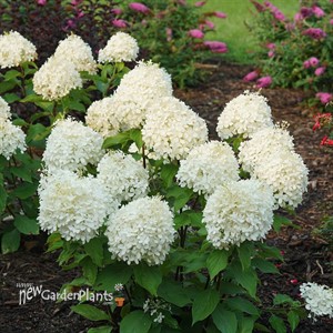 Hydrangea PUFFER FISH Panicle