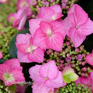 TUFF STUFF TOP FUN™ 