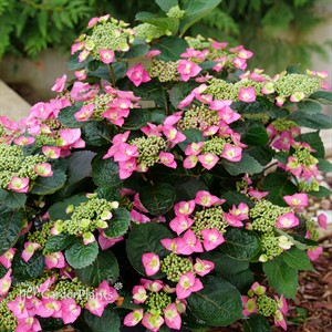 TUFF STUFF TOP FUN™ 