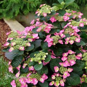 TUFF STUFF TOP FUN™ 