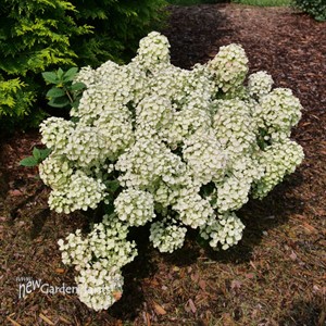 Tiny Quick Fire® Panicle Hydrangea Hydrangea paniculata