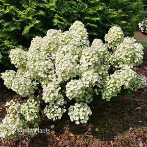 Tiny Quick Fire® Panicle Hydrangea Hydrangea paniculata