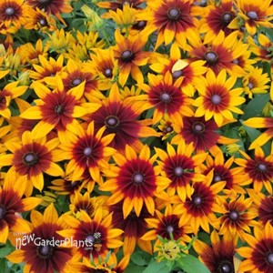 Echibeckia™ Summerina® Sunreef