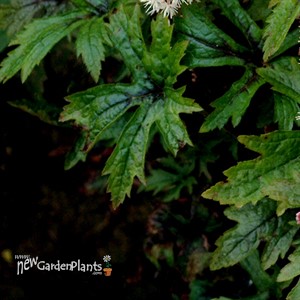 'Pink Skyrocket' pp13382