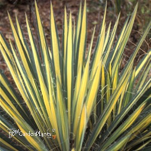 'Color Guard' Yucca