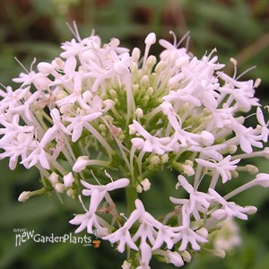 Alba White Jupiter's Beard