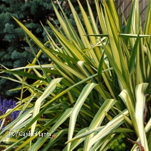 'Color Guard' Yucca
