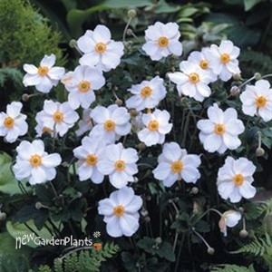 'Honorine Jobert' Windflower