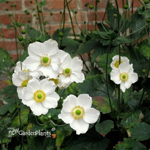 'Honorine Jobert' Windflower