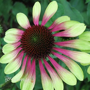 'Green Envy' Coneflower