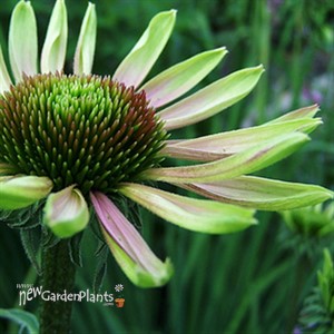 'Green Envy' Coneflower