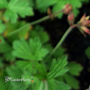 Geranium Cranesbill 'Plenum'