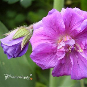 Geranium Cranesbill 'Plenum'